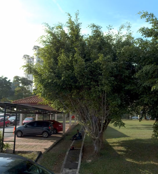 tree photo