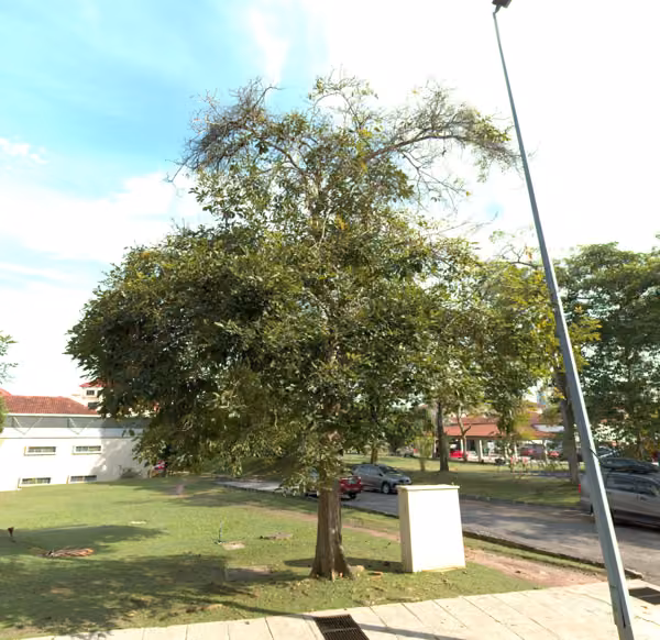 tree photo
