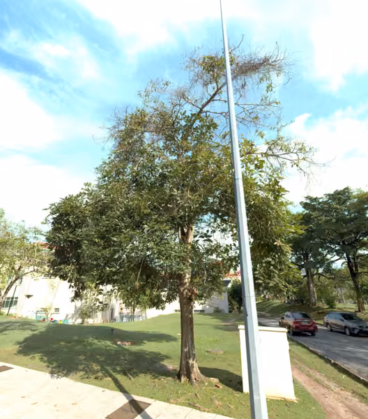 tree photo