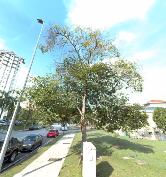 tree photo