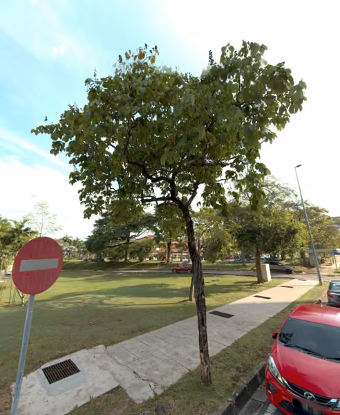 tree photo