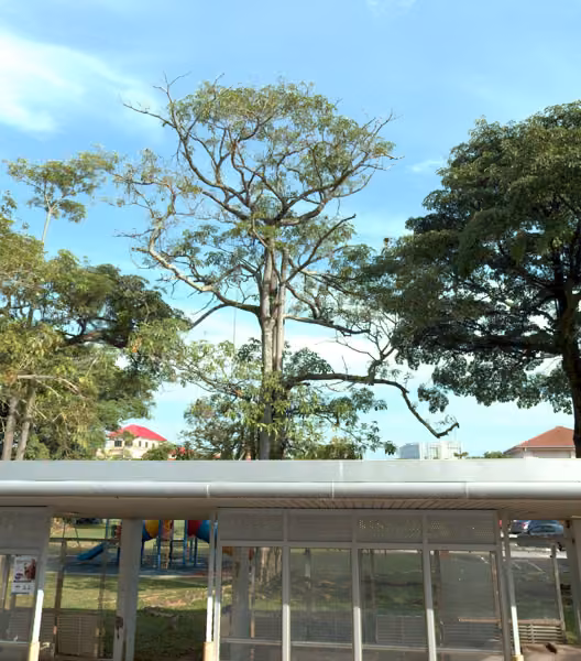 tree photo