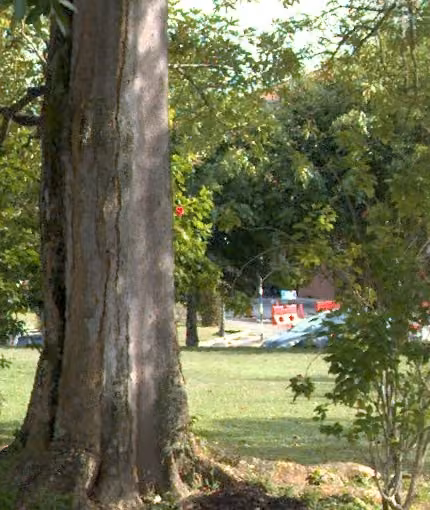 tree photo