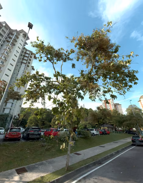 tree photo