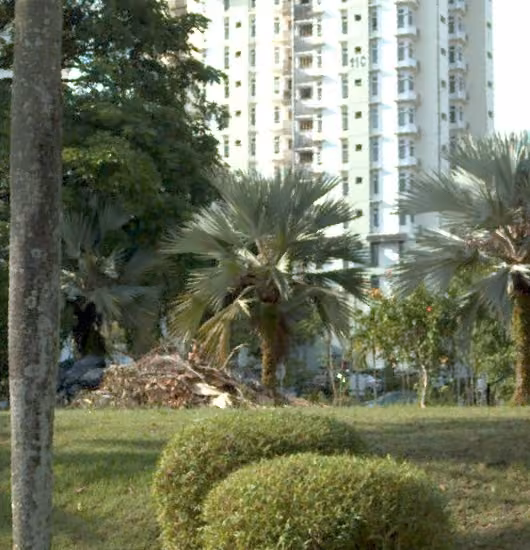 tree photo