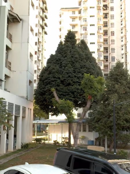 tree photo