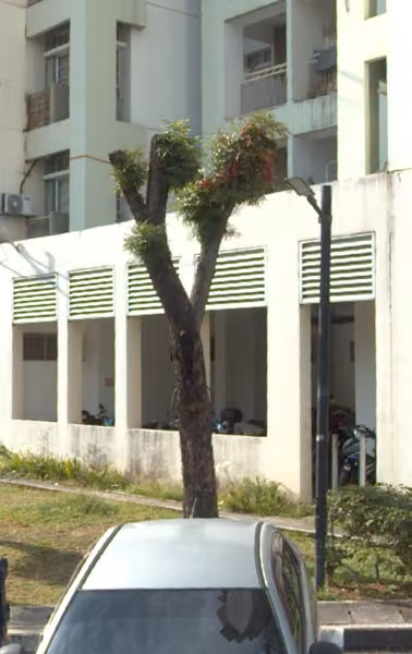 tree photo