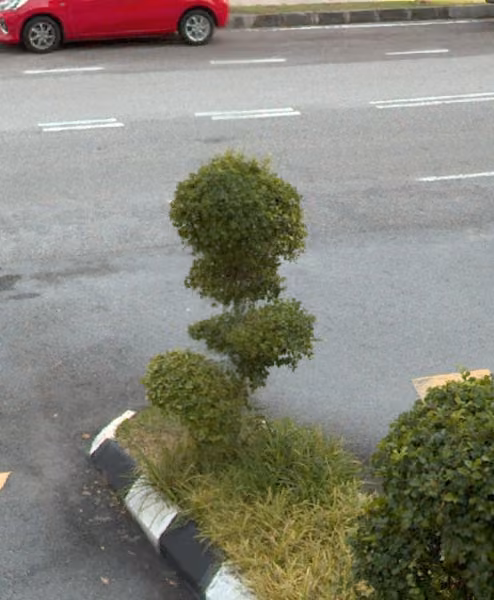 tree photo