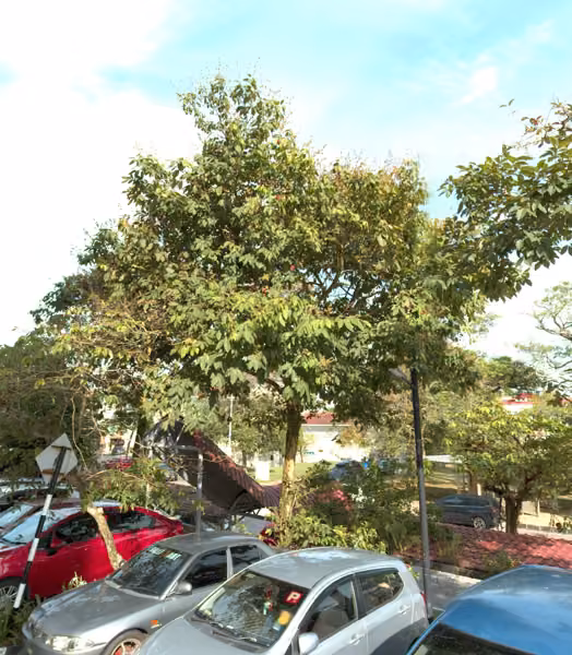 tree photo