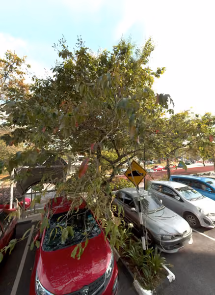 tree photo