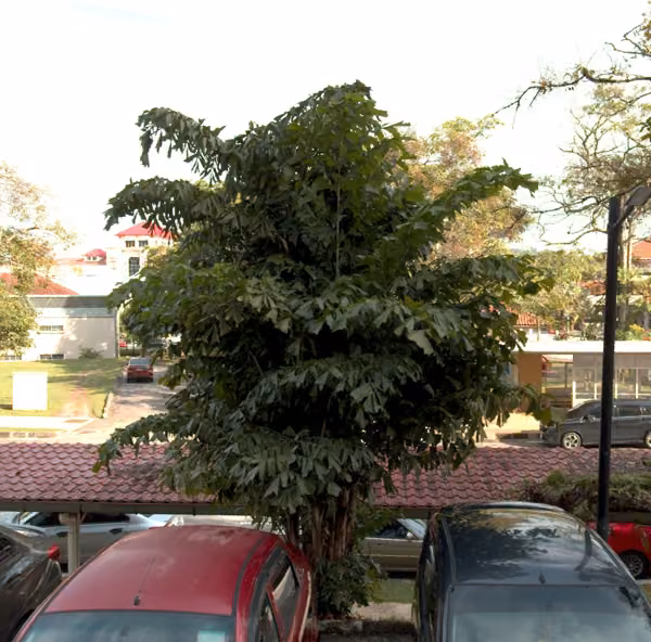 tree photo