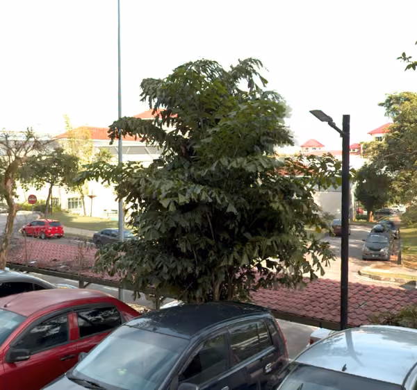 tree photo