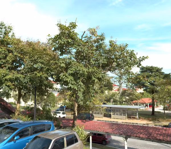 tree photo