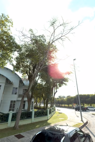 tree photo