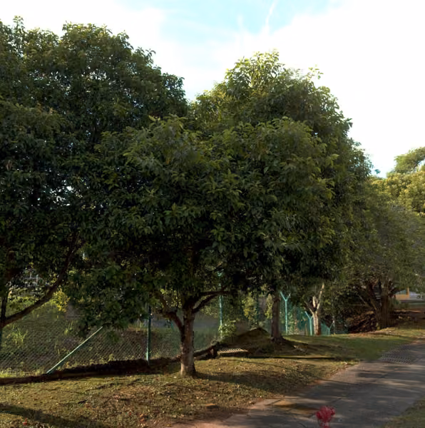 tree photo