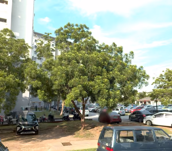 tree photo