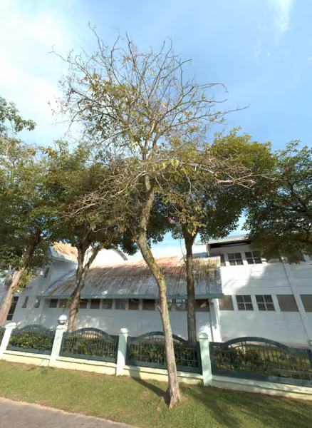 tree photo