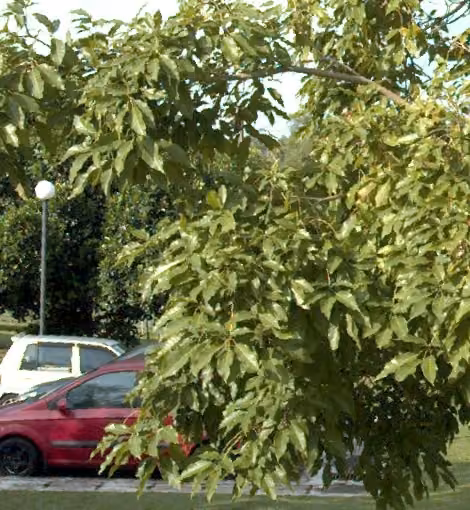 tree photo