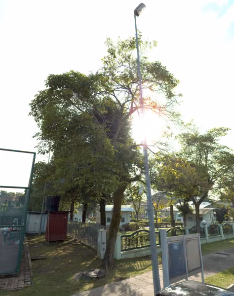 tree photo