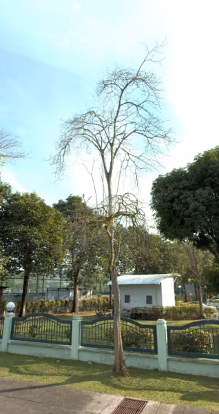 tree photo