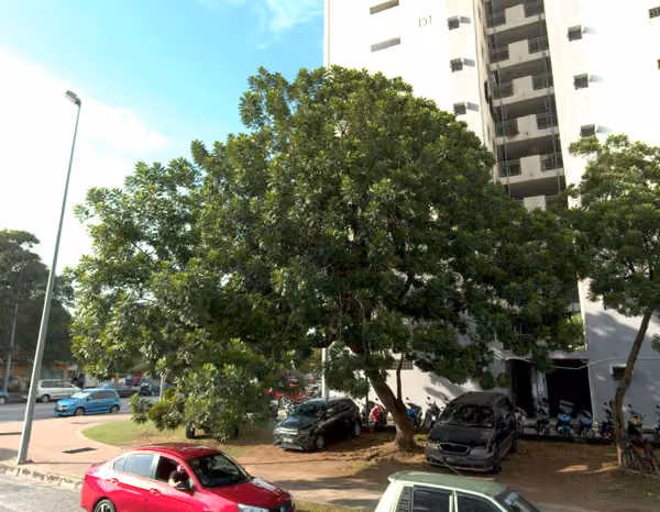 tree photo