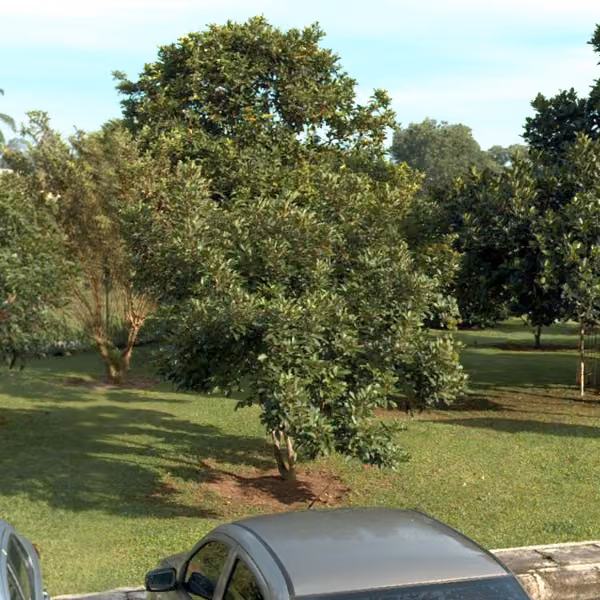 tree photo