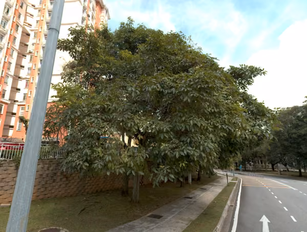 tree photo