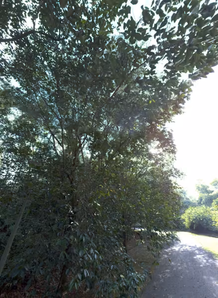 tree photo