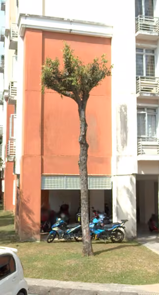 tree photo