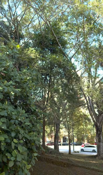 tree photo
