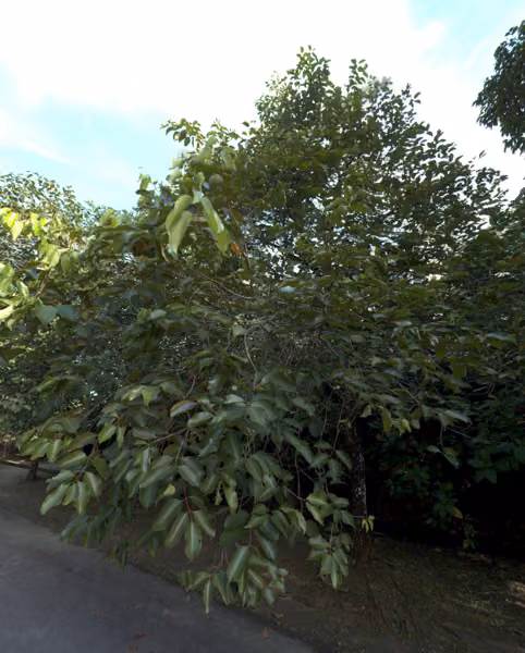 tree photo