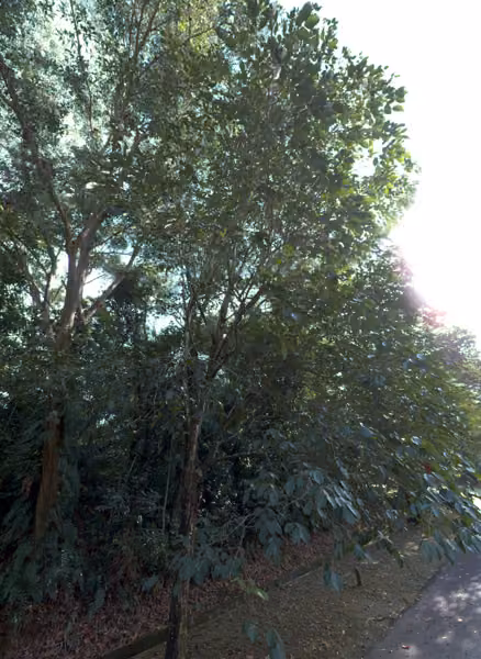 tree photo