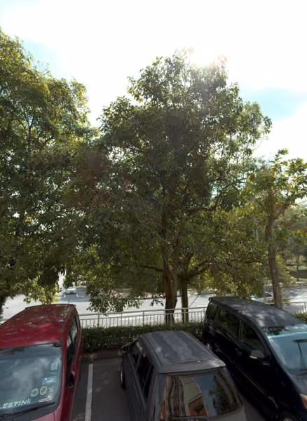 tree photo