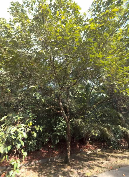 tree photo