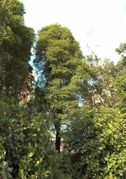 tree photo