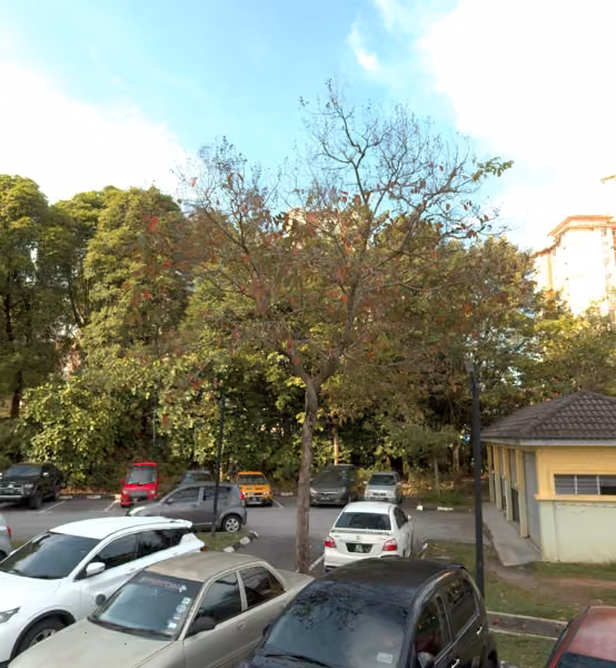 tree photo