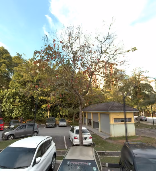 tree photo