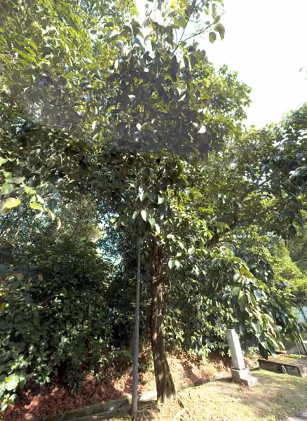 tree photo
