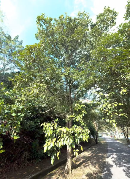 tree photo