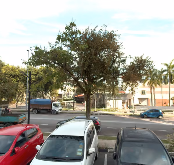 tree photo