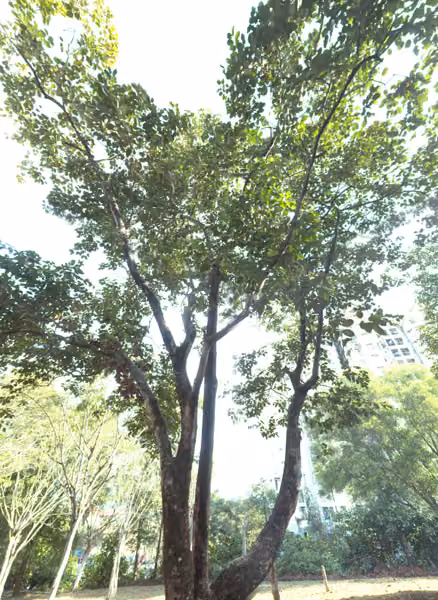tree photo