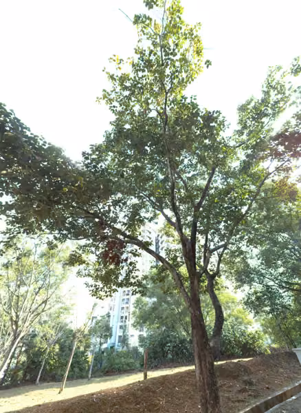tree photo