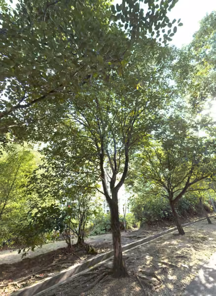 tree photo