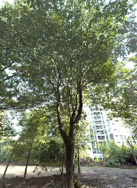 tree photo