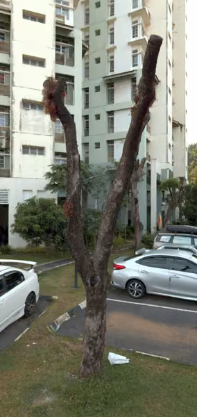 tree photo