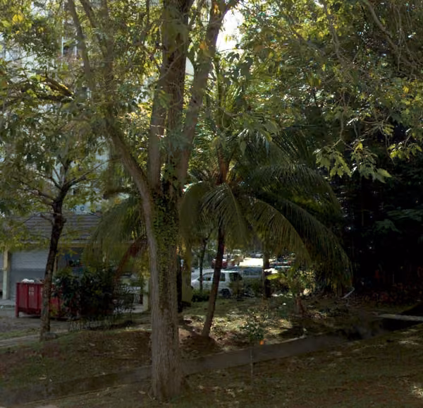 tree photo