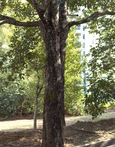 tree photo