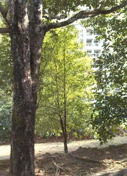 tree photo
