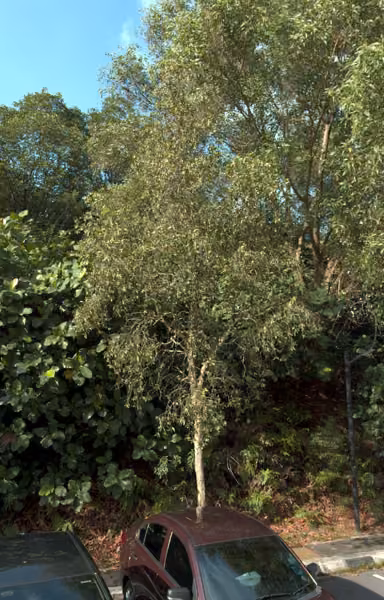 tree photo
