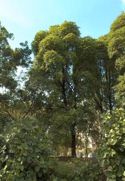 tree photo